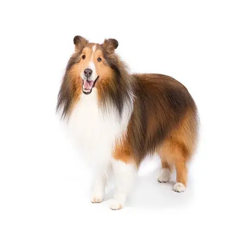 Shetland Sheep Dog